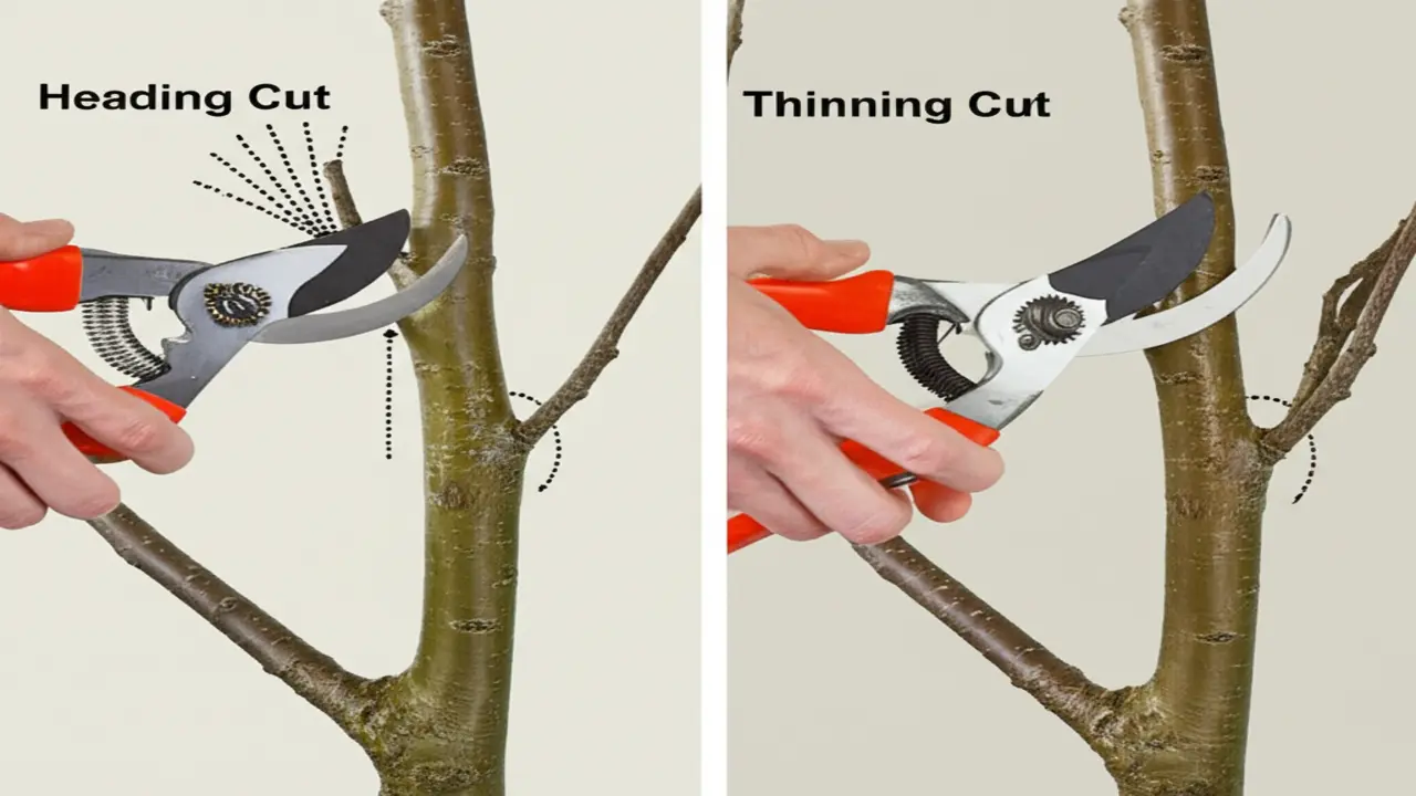 4. Understanding Pruning Cuts: Heading vs. Thinning