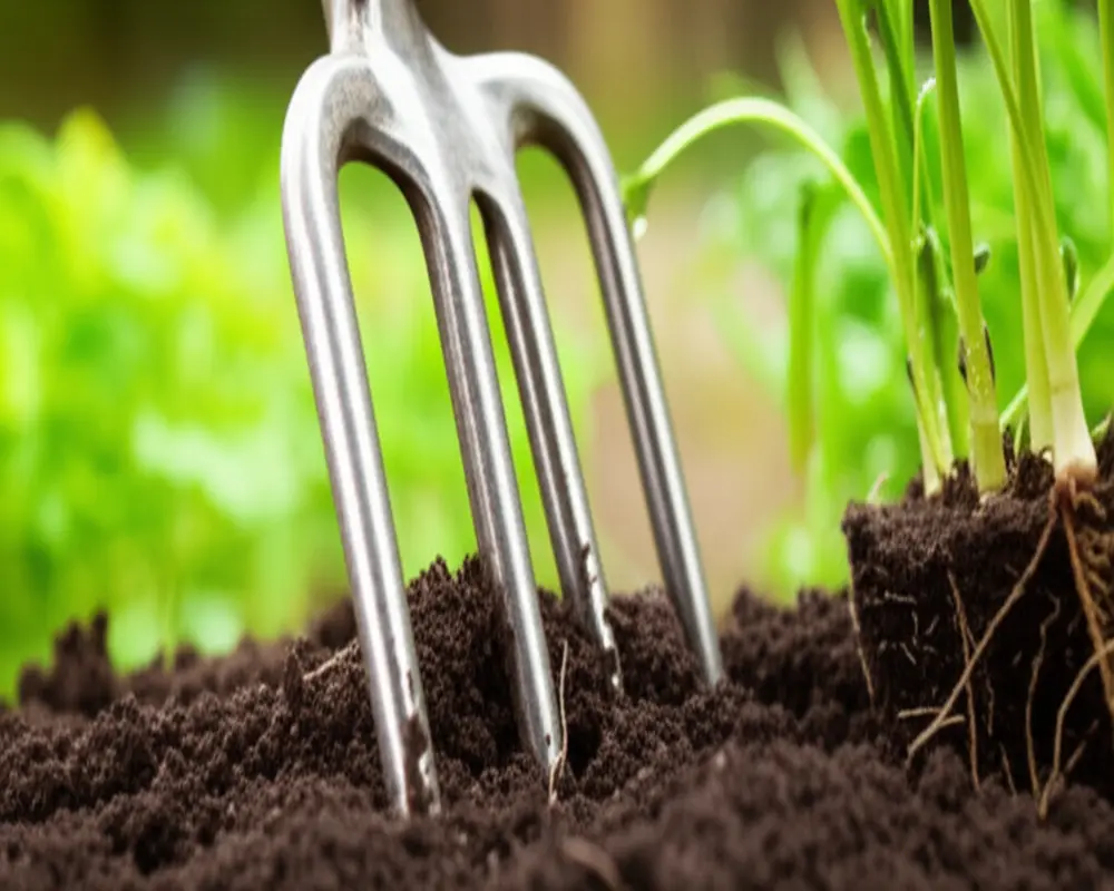 Sharp tines of a garden fork for transplanting ensuring easy soil penetration and root cutting