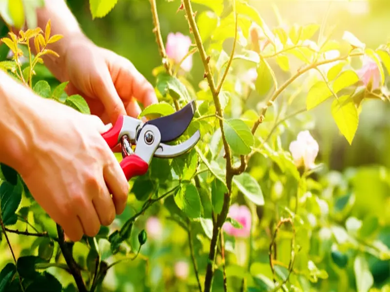 A gardener strategically pruning a plant in spring, illustrating the benefits of spring pruning.